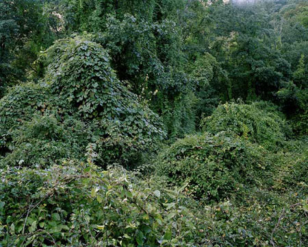 Anne Collette - Invasive Species